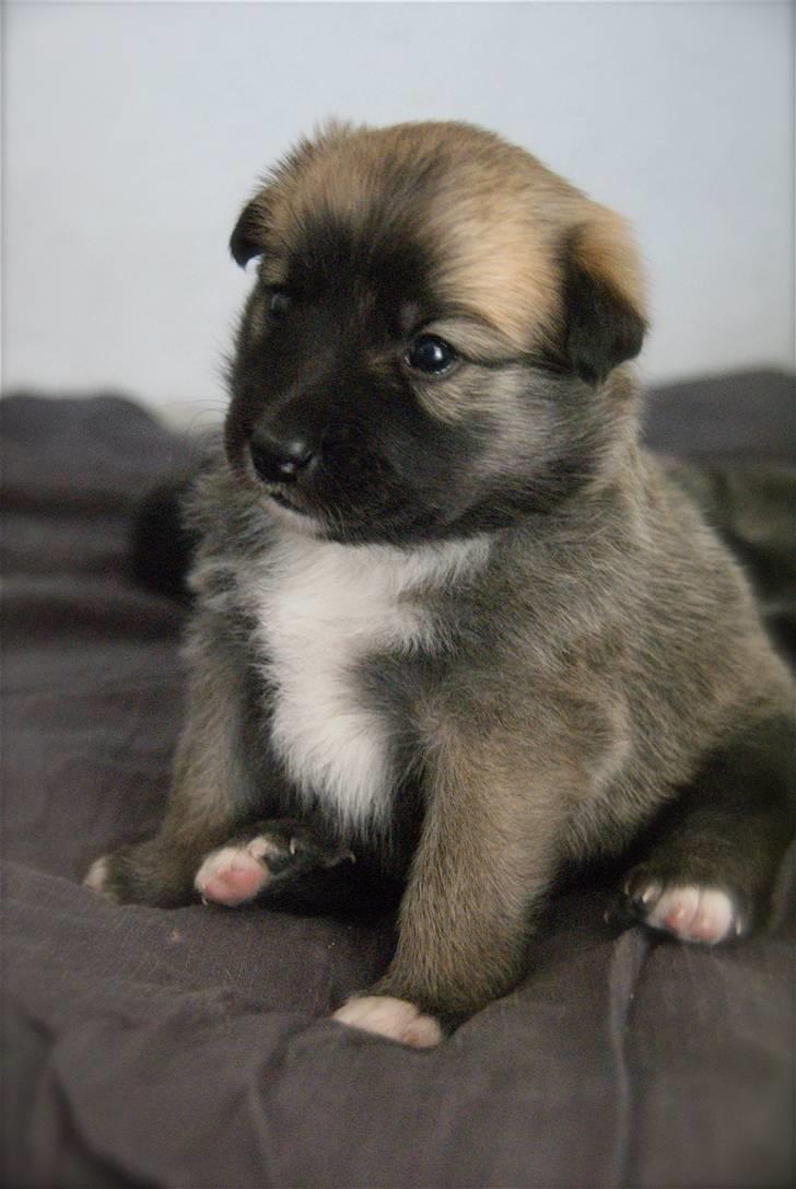 Islandsk fårehund Fala - 3 uger gammel. billede 1