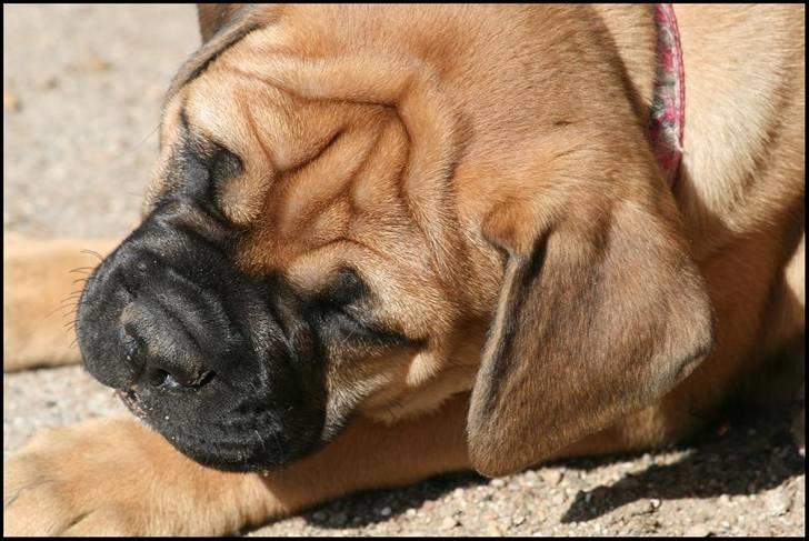Bullmastiff Pi billede 16