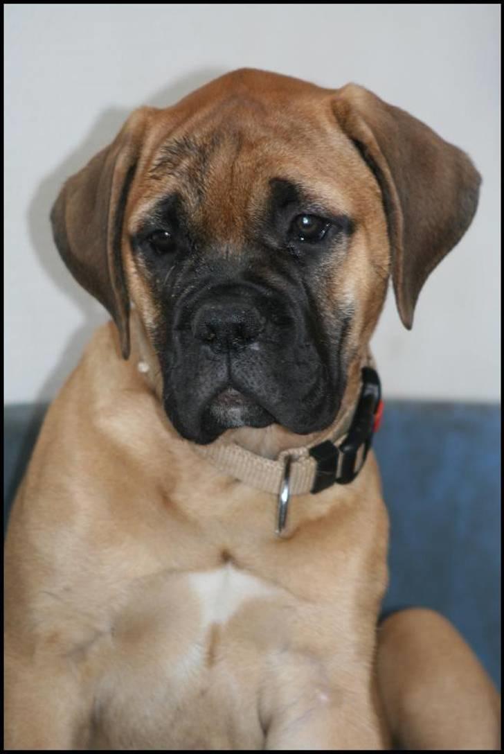 Bullmastiff Pi billede 17