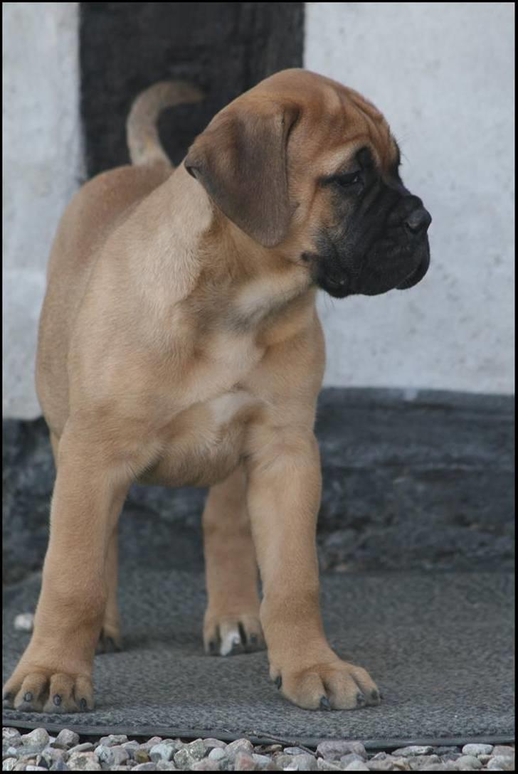 Bullmastiff Pi billede 18