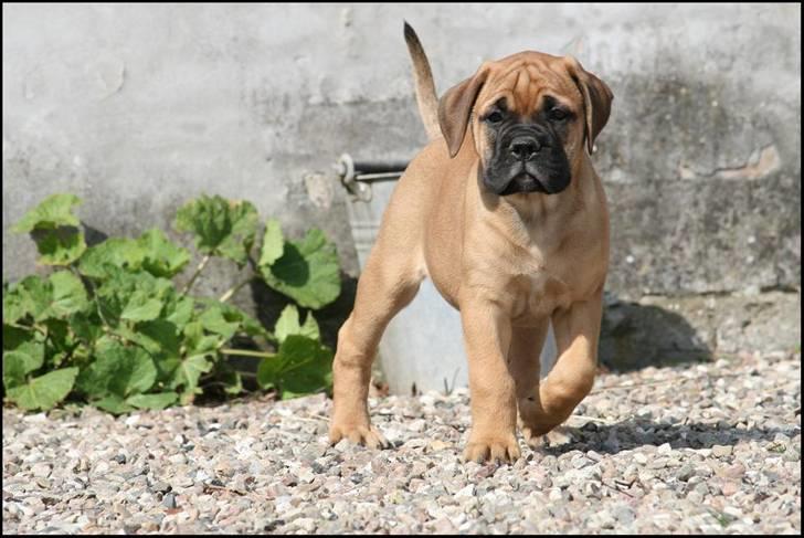 Bullmastiff Pi billede 19