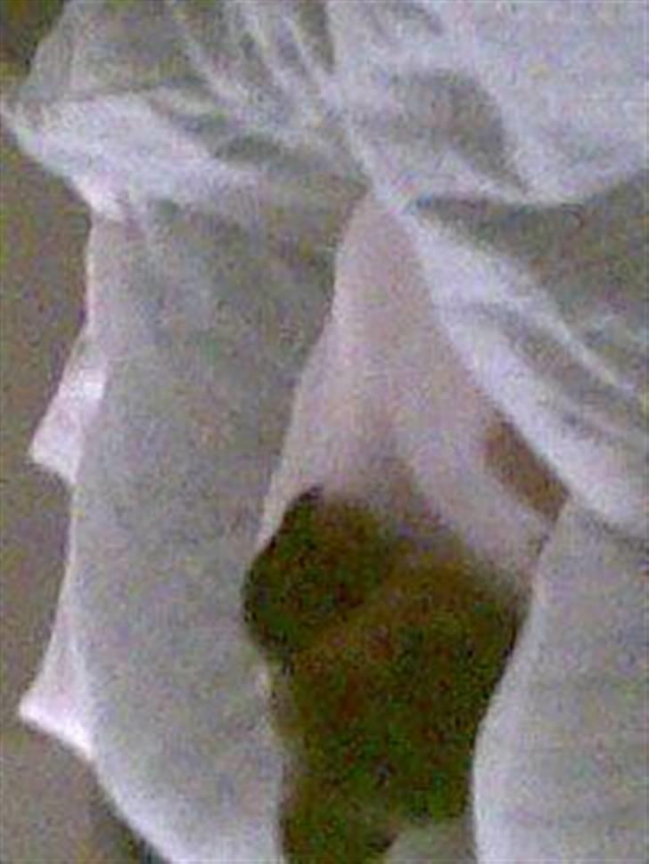 Dansk svensk gaardhund Speedy - Tager mig lige en lille lur i den store dejlige dyne (: billede 11