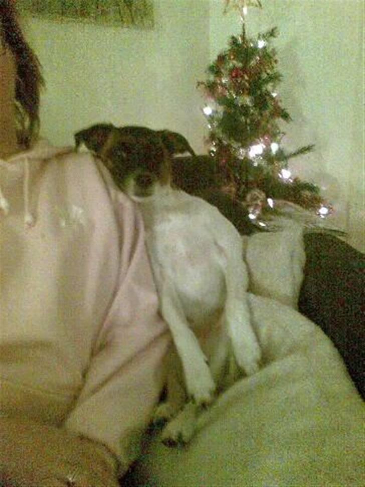 Dansk svensk gaardhund Speedy - Her sidder mig engentlig meget godt (: billede 13