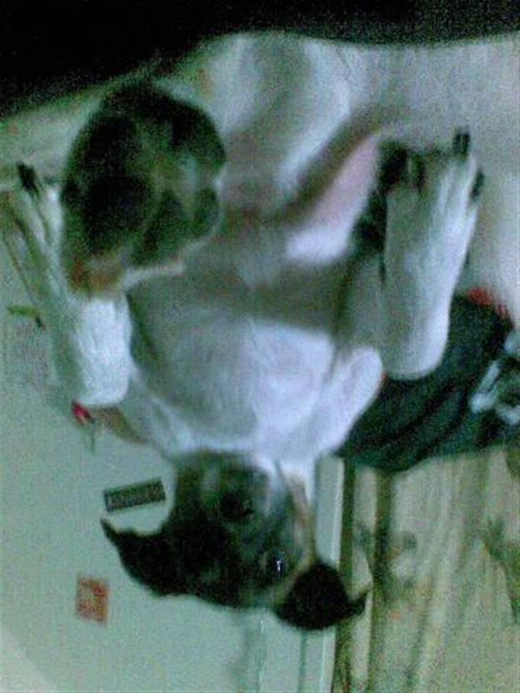 Dansk svensk gaardhund Speedy - Haha , jeg leger baby ;b billede 14