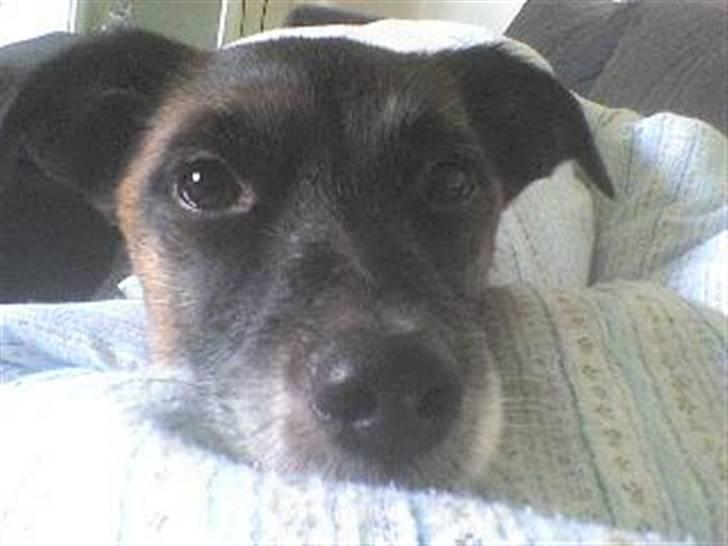 Dansk svensk gaardhund Speedy - Nu jeg træt, så bliver nød til at ligge mig lidt (: billede 15