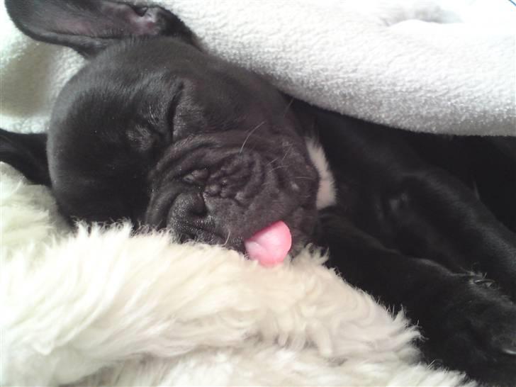 Fransk bulldog Chili billede 1