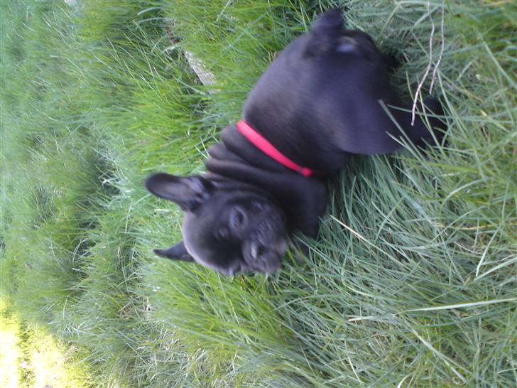 Fransk bulldog Chili billede 2