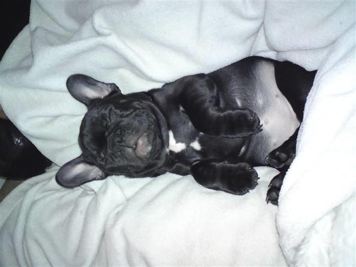 Fransk bulldog Chili billede 3