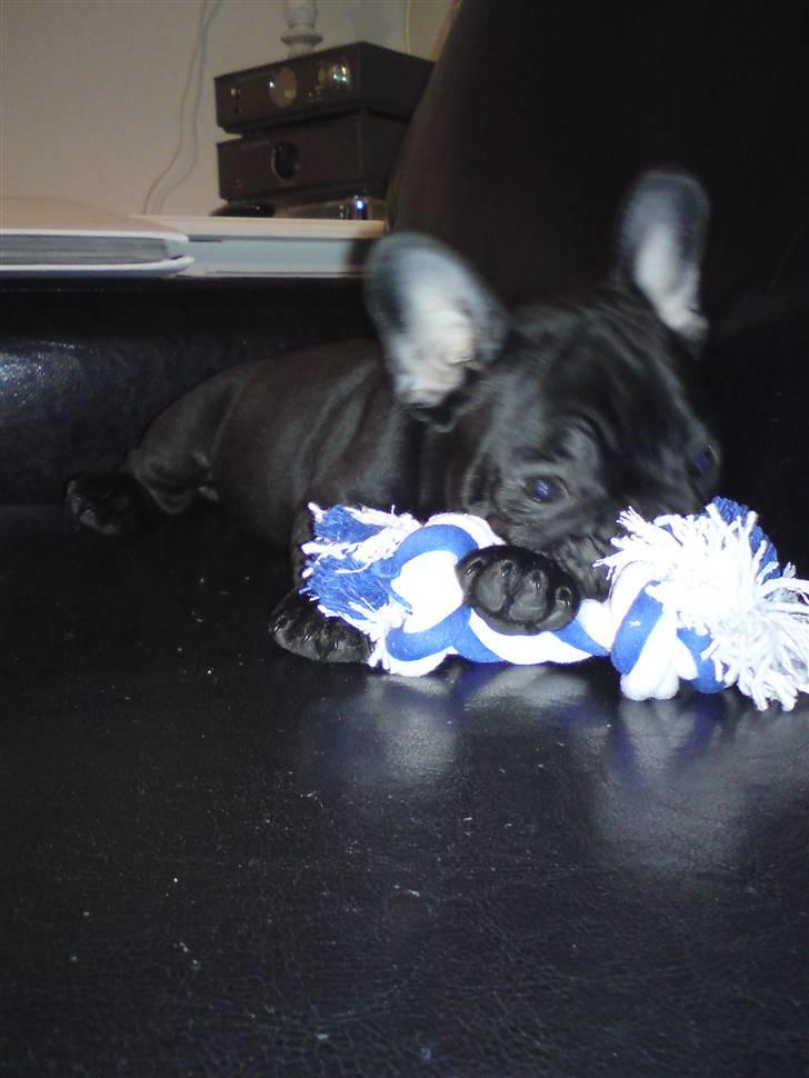 Fransk bulldog Chili billede 4