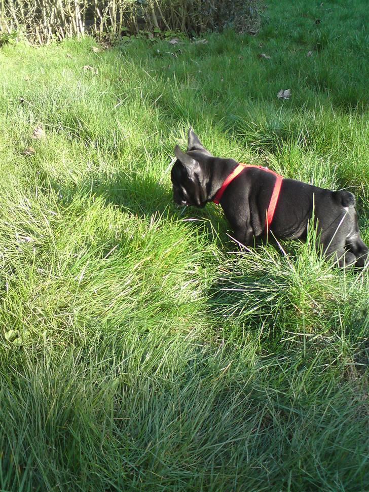 Fransk bulldog Chili billede 5