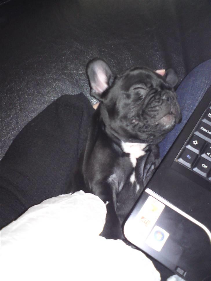 Fransk bulldog Chili billede 6