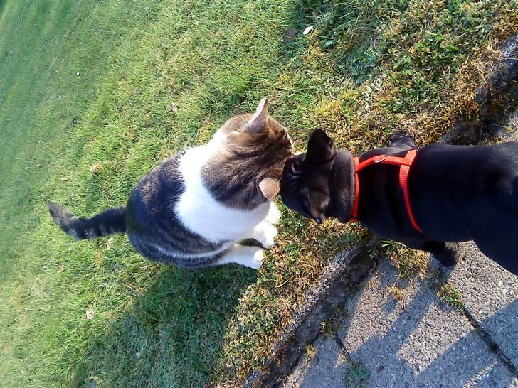 Fransk bulldog Chili billede 7