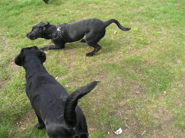 Blanding af racer Zita - leger med min søn Baloo billede 13