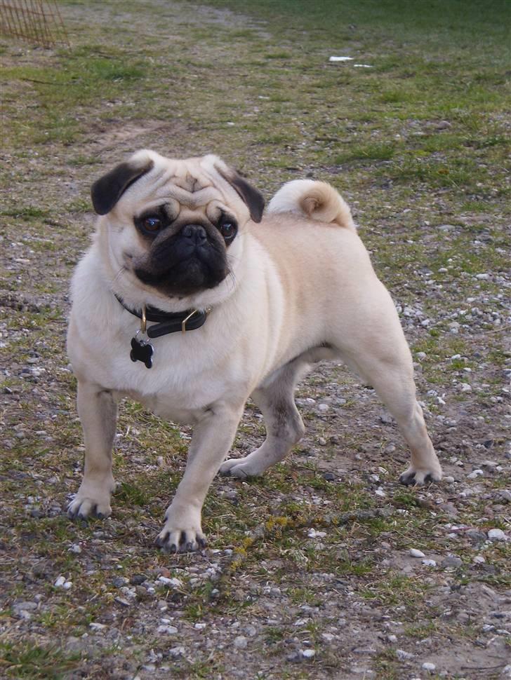 Mops Bertram - Bertram ved sommerhuset d. 9. april 09. billede 19