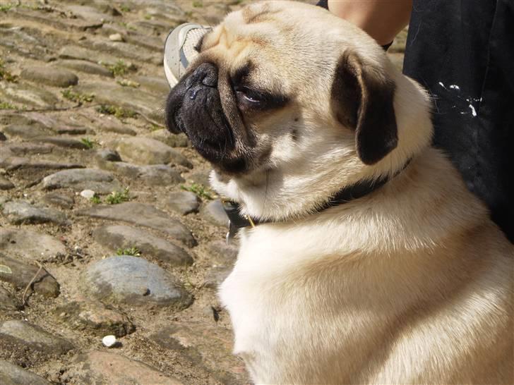 Mops Bertram - Bertram i solen d. 9. april. billede 20