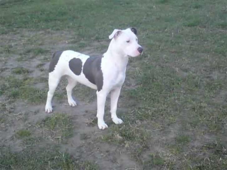 Amerikansk staffordshire terrier Armani (Mani/Mamme) (Himmelhund) billede 10