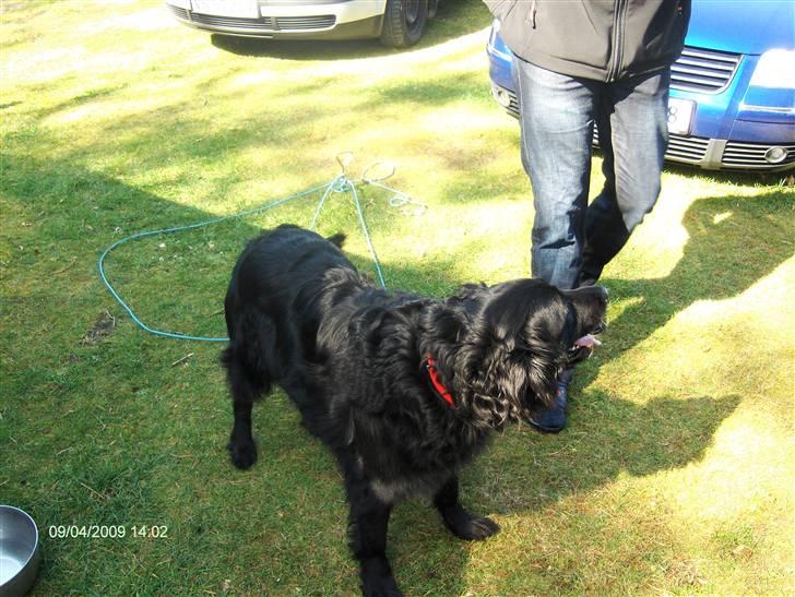 Blanding af racer Charlie billede 11