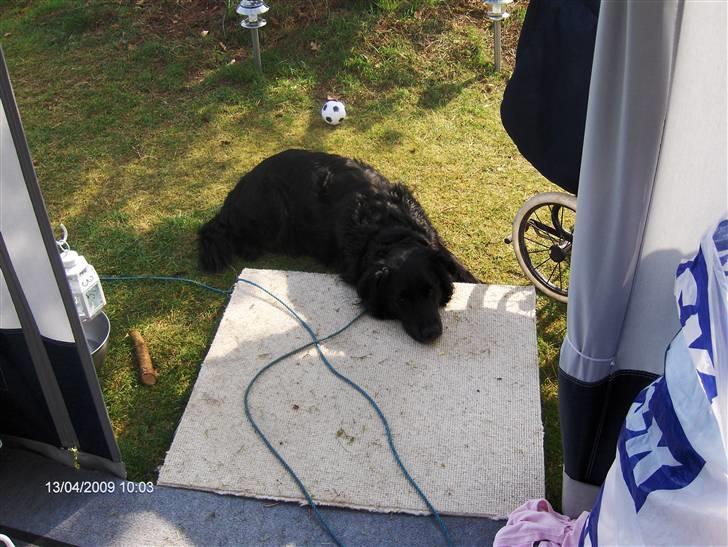 Blanding af racer Charlie billede 12