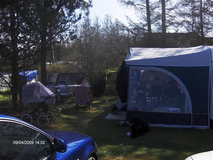 Blanding af racer Charlie - så kom vi på camping og det nyder jeg bare helt vildt billede 13