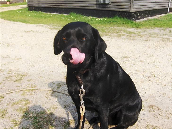 Blanding af racer Charlie - her er min dejlige kæreste Kira hun er bare sød  billede 14