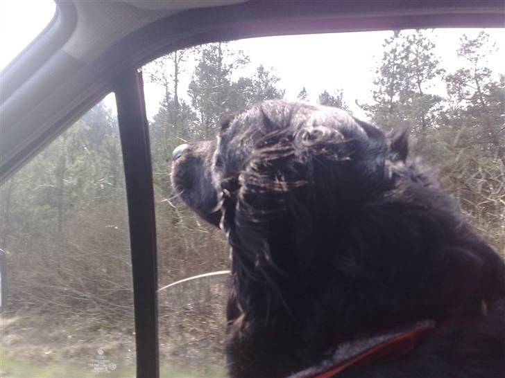 Blanding af racer Charlie - frisk luft med 80kmt er bare bello billede 15