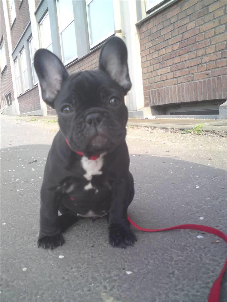 Fransk bulldog Chili billede 8