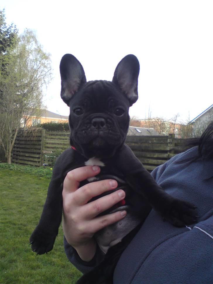 Fransk bulldog Chili billede 9