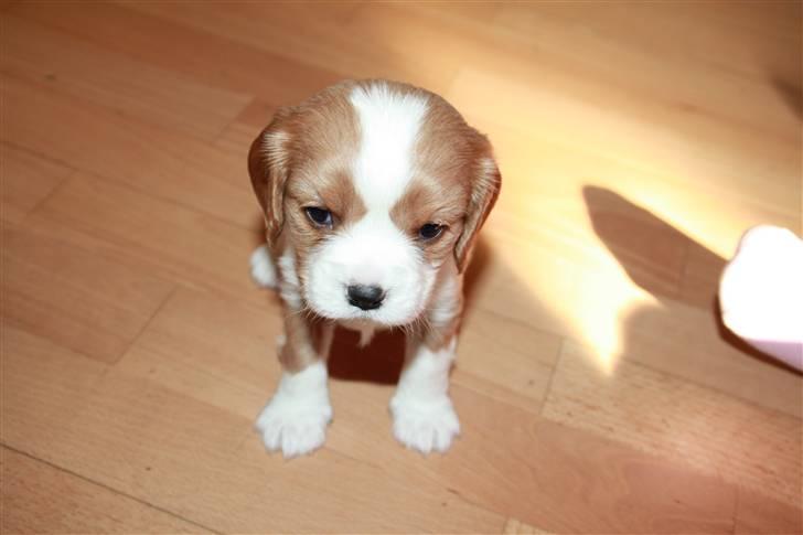 Cavalier king charles spaniel Nemo - Nemo 4 uger gammel og 1003 gram stor ;o) billede 8
