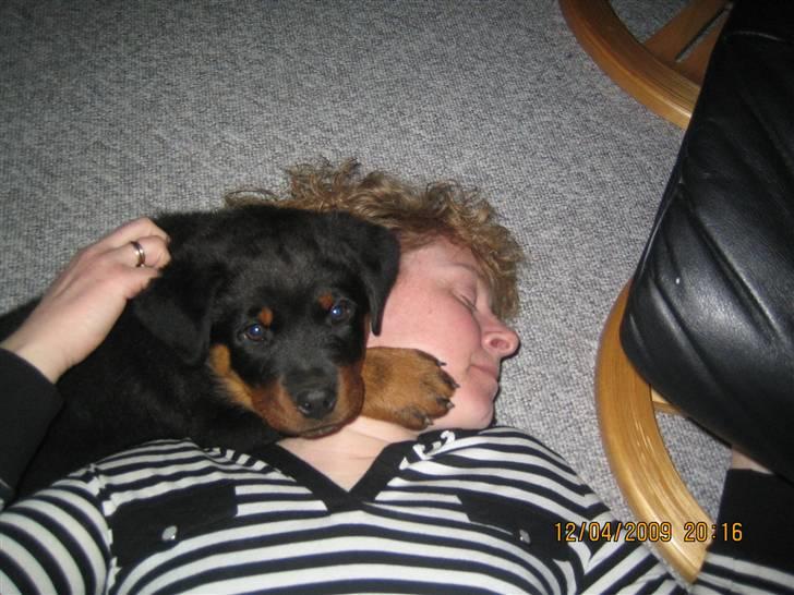 Rottweiler Baloo - Man er vel en rigtig hyggetrold billede 11