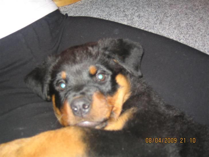 Rottweiler Baloo billede 12