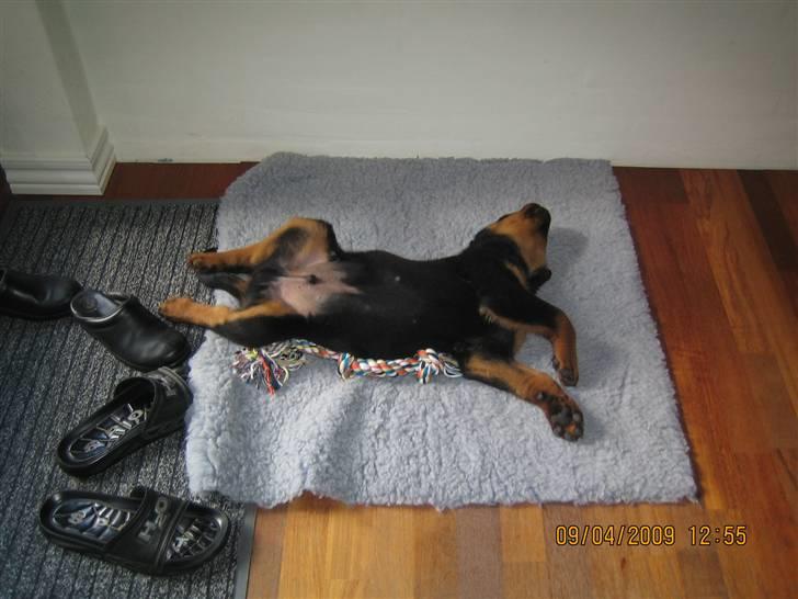 Rottweiler Baloo billede 13