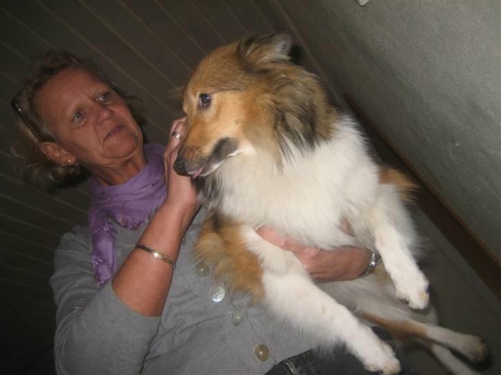 Shetland sheepdog Palmestranden's Citha billede 7