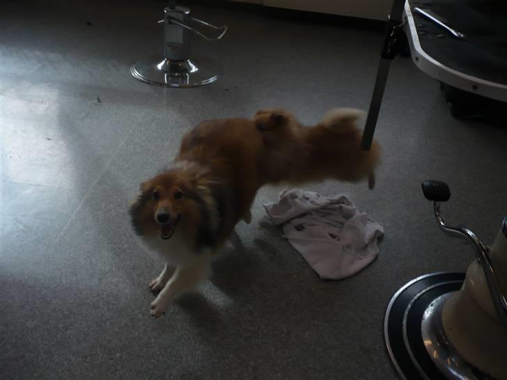Shetland sheepdog Palmestranden's Citha billede 8