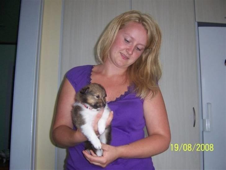 Shetland sheepdog Palmestranden's Citha billede 9