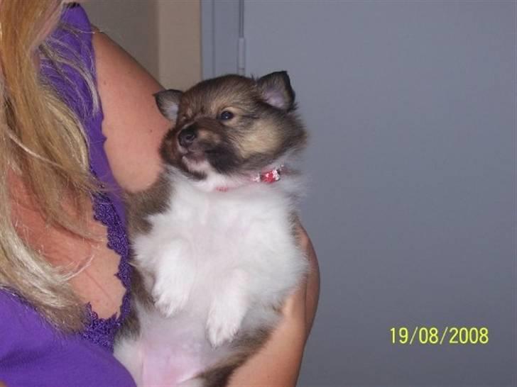 Shetland sheepdog Palmestranden's Citha billede 10