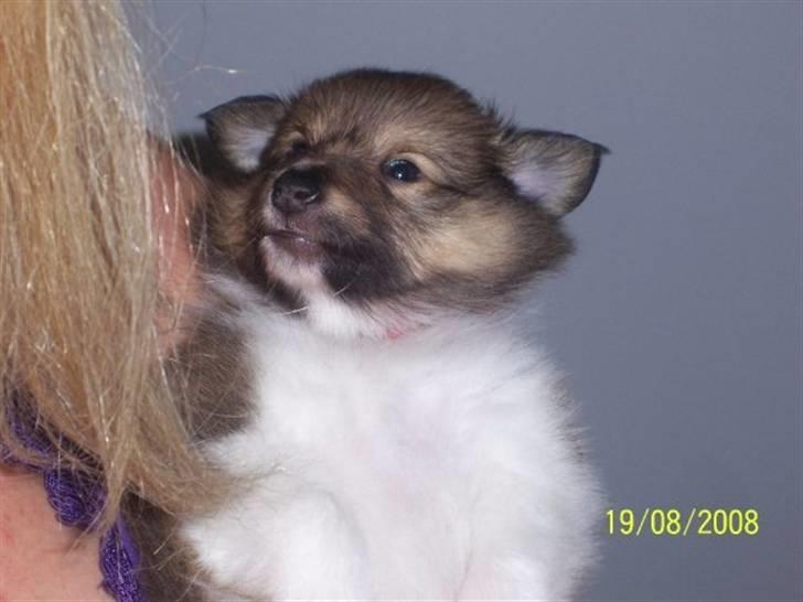 Shetland sheepdog Palmestranden's Citha billede 11