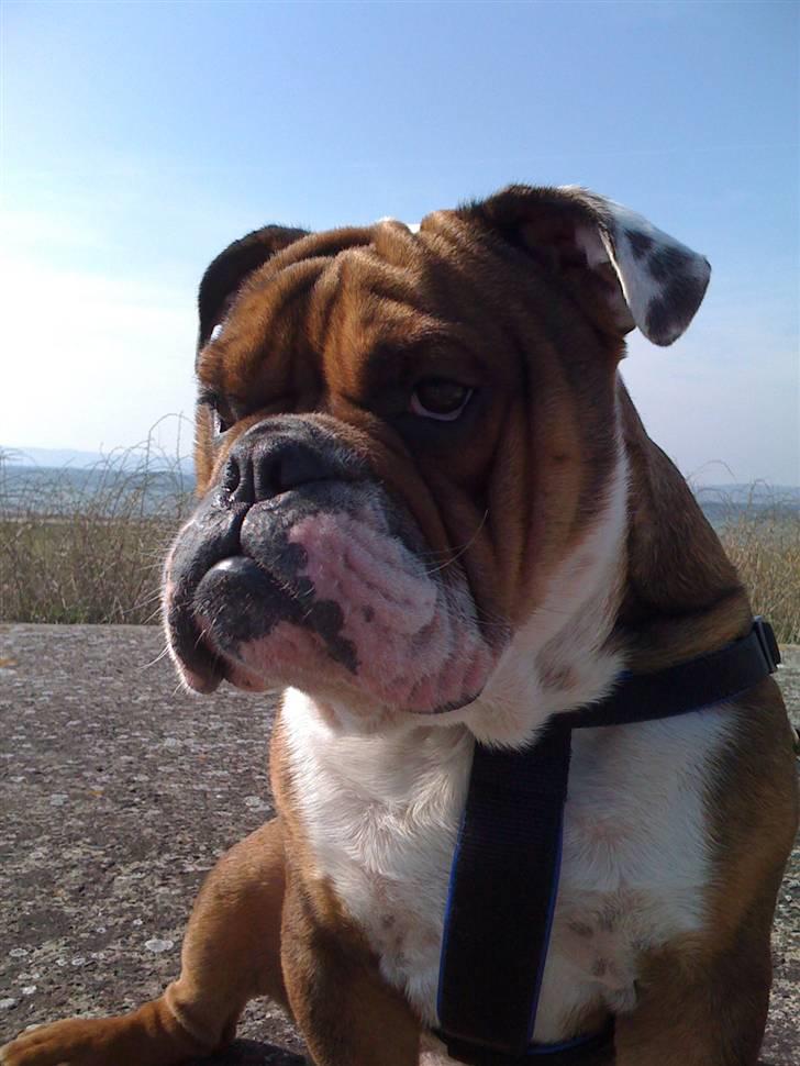 Engelsk bulldog Sylvester billede 1