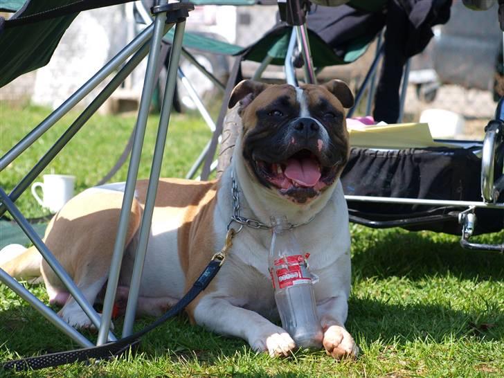 Amerikansk bulldog Cadillac Bulls " Tank " billede 11