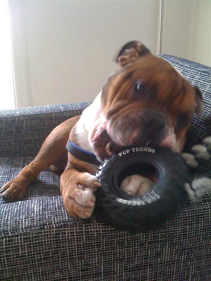 Engelsk bulldog Sylvester billede 2