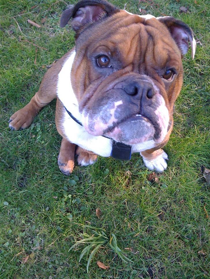 Engelsk bulldog Sylvester billede 3