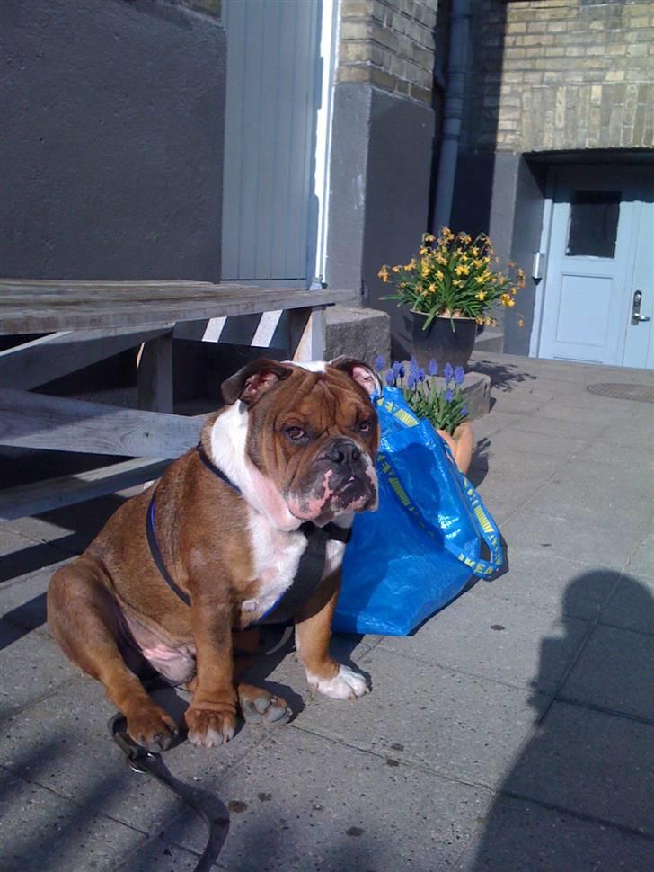 Engelsk bulldog Sylvester billede 4