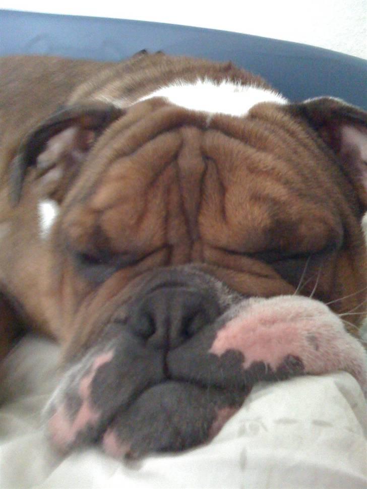 Engelsk bulldog Sylvester billede 5