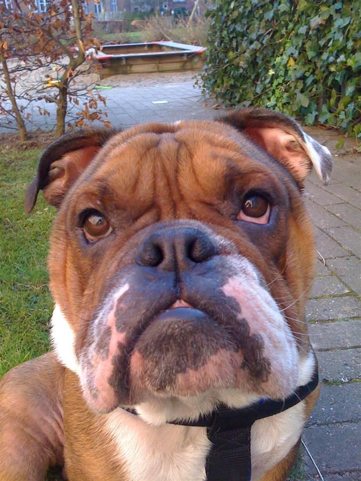 Engelsk bulldog Sylvester billede 6