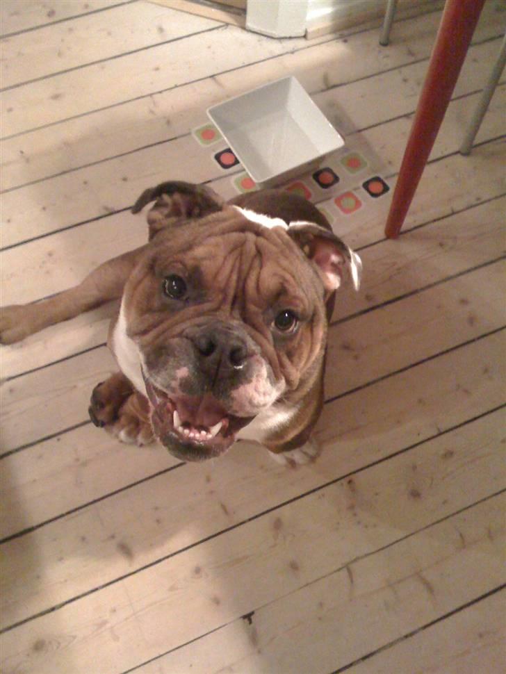 Engelsk bulldog Sylvester billede 7