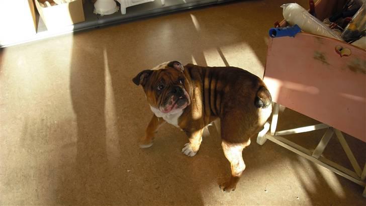 Engelsk bulldog Sylvester billede 8