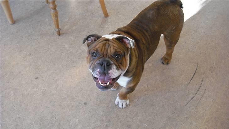 Engelsk bulldog Sylvester billede 9