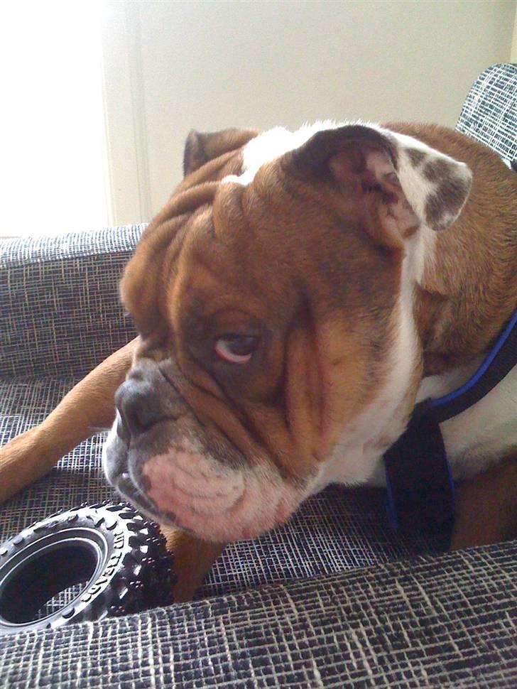 Engelsk bulldog Sylvester billede 10