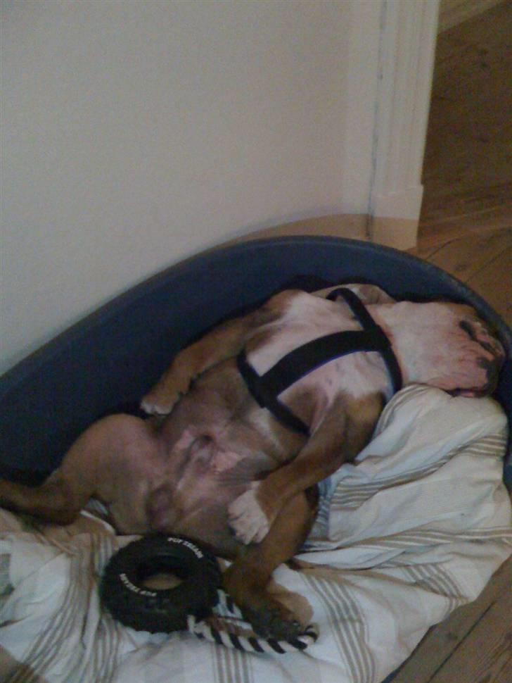 Engelsk bulldog Sylvester billede 11