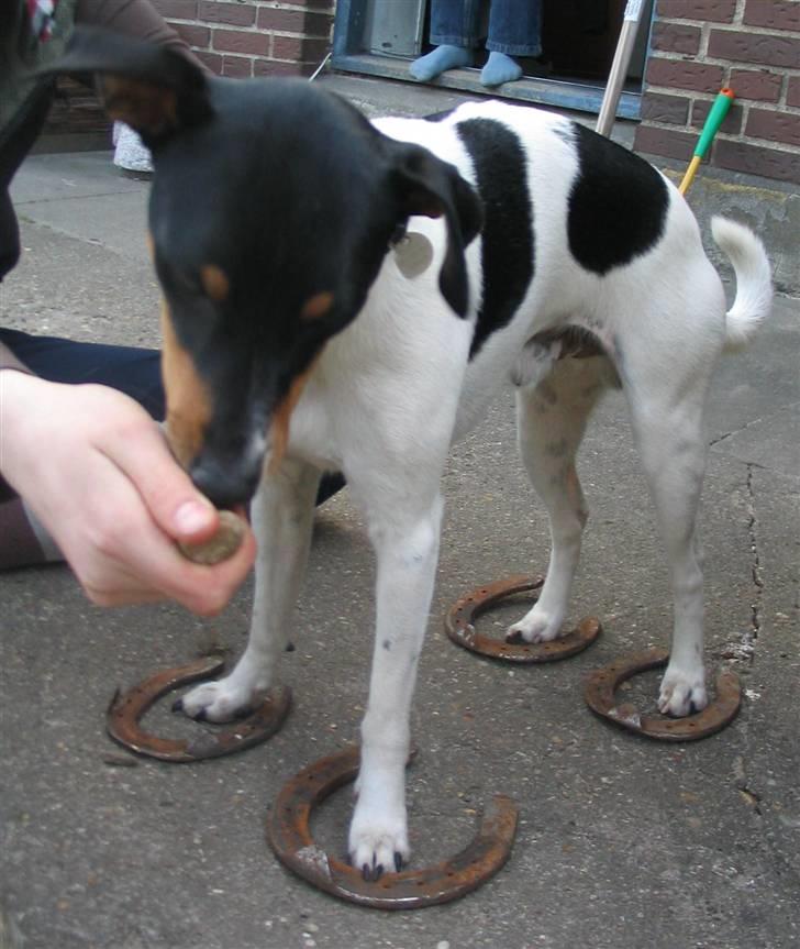 Blanding af racer Fimbe (Mormor's) - (16)     se se, jeg har fine hestesko på !!! billede 16