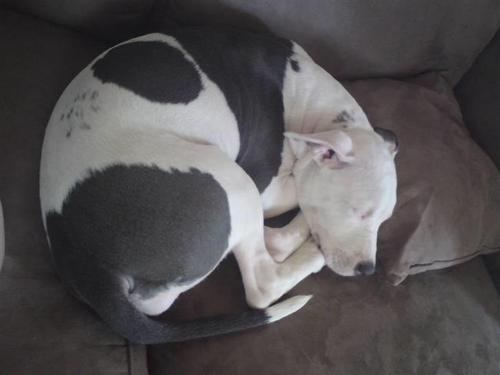 Amerikansk staffordshire terrier Armani (Mani/Mamme) (Himmelhund) billede 11